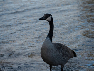 country goose branta canadensis