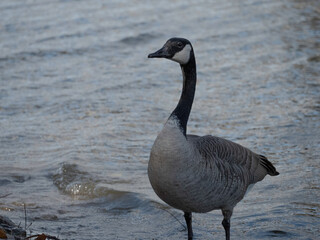 country goose branta canadensis