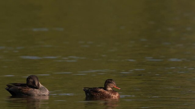 A pair of Gadwall (Mareca strepera) polishting its feathers