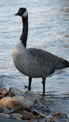 country goose on the beach