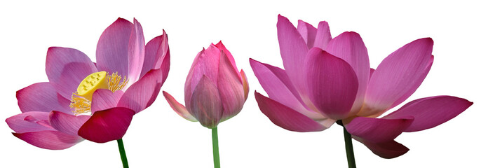 Blooming pink lotus flower or Nelumbo nucifera isolated on white background. Known as Indian lotus,...