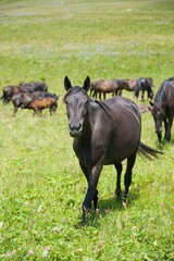 Horses grazing in a wild field. Mountainous terrain. Animals in the wild.