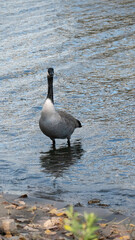 country goose swimming