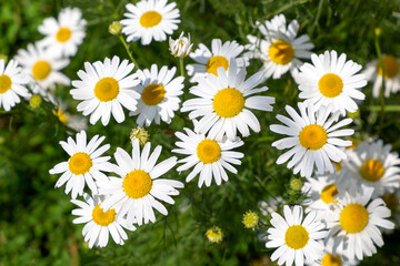Background of daisies in the green garden