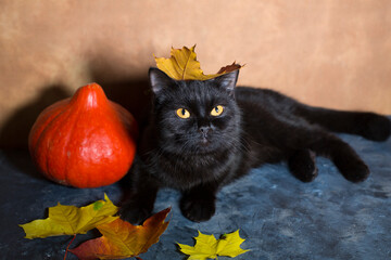 black cat and orange pumpkin with autumn yellow dry fallen leaves.