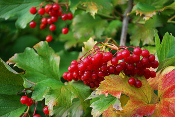 bunches of red viburnum among bright green leaves