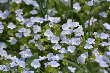 Veronica filiformis blooms in the wild