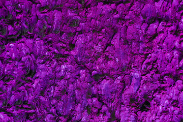 Abstract purple tree bark background, closeup of natural tree bark texture. Tree trunk in neon light, natural material background image, top view