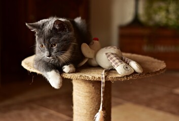 cat  © Agnieszka