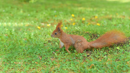 Little squirrel in the park
