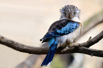 Detail of big beak and blue wing feather of blue winged kookaburra sitting on a wooden branch with...