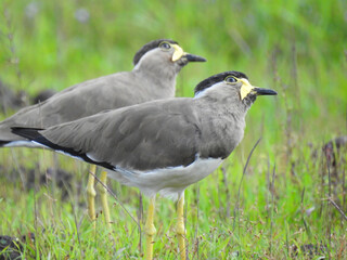 Yellow-wattled lapwing (Vanellus malabaricus)