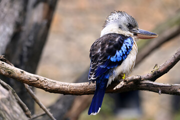 Blue winged kookaburra head detail sitting on a wooden branch with head turned to the right