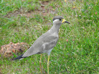 Yellow-wattled lapwing (Vanellus malabaricus)