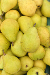 Lots of yellow pears. Harvest