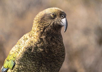 Kea with blurred background
