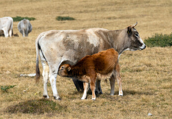Fototapeta na wymiar High mountain cattle