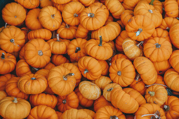 Background of orange pumpkins at a fall festival