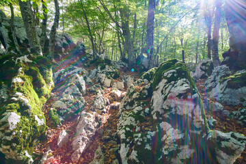 Woodland scene at Santa Serena, Monti Lepini Natural Regional Park, Italy