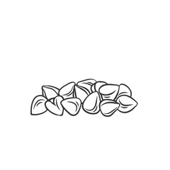 Buckwheat cereal crop seeds outline icon vector illustration. Monochrome drawn grain buckwheat