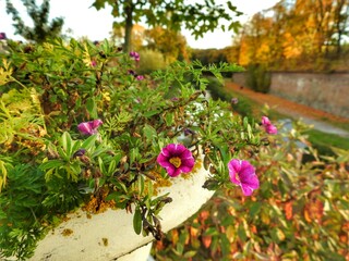 flowers in the autumn garden