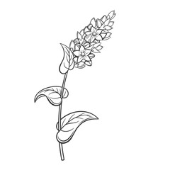 Buckwheat cereal crop plant, outline icon vector illustration. Line hand drawing of grain agricultural plant with flowers, leaf and seeds on stalk, organic kernel, farm product