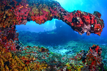 Corals in Fernando de Noronha sea, Brazil