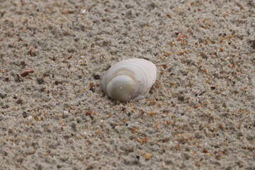 shell on the beach