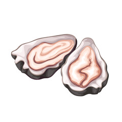 Oyster vector illustration. Cartoon isolated open shells of fresh shellfish marine animal, delicious seafood for French gourmet cuisine, oyster product for tasty natural restaurant and gastronomy menu