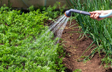 water pours from a gun with a hose on a bed of carrots and green onions, a manual watering system...