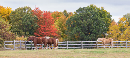 Belgian draft horses in front of autumn colors