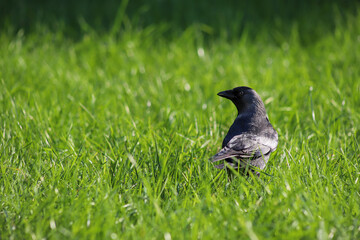 Western jackdaw (Coloeus monedula) - black bird in the grass, Gdansk, Poland
