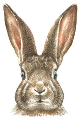 Watercolor bunny illustration.Cute baby rabbit drawing, realistic, detailed animal head,face,portrait. Nursery woodland animal clipart, print, greeting card, baby shower, Easter,spring ,egg hunt, card