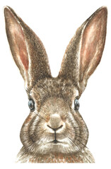 Watercolor bunny illustration.Cute baby rabbit drawing, realistic, detailed animal head,face,portrait. Nursery woodland animal clipart, print, greeting card, baby shower, Easter,spring ,egg hunt, card