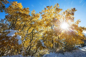 Fotobehang Early winter © Galyna Andrushko