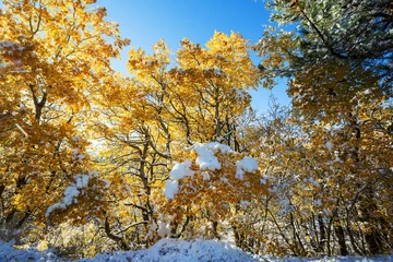 Foto auf Leinwand Early winter © Galyna Andrushko