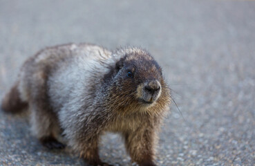 Marmot