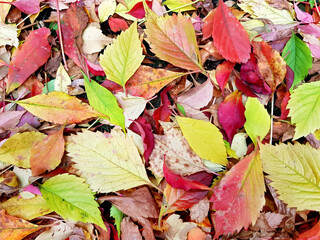 Autumn carpet of colorful fallen foliage: yellow, orange, red, crimson, green, brown. Different autumn leaves from trees and climbing maiden grapes leaves. Light bright background with place for text.