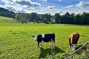 two cows in the pasture © Adam