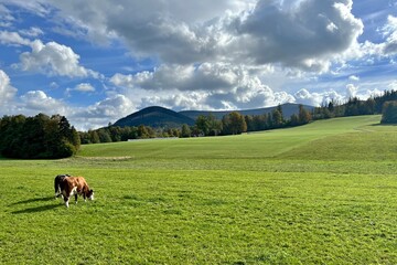 Fototapeta na wymiar two cows in the pasture