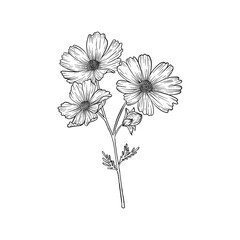 Cosmos Flower Illustration