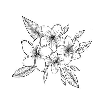 Plumeria flower and leaf drawing illustration... - Stock Illustration  [63364682] - PIXTA
