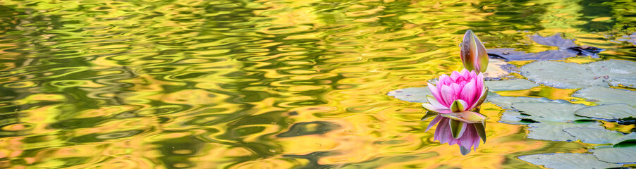 Pink waterlily blooming in a pond with green lily pads and abstract reflections
