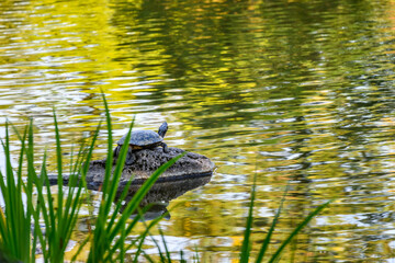 Turtle perched on a rock looking out over a serene pond with abstract fall reflections
