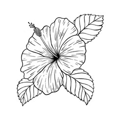 Fototapeta premium Hibiscus Flower Illustration