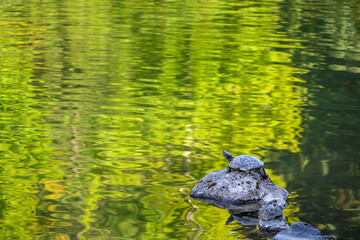 Turtle perched on a rock looking out over a serene pond with abstract fall reflections

