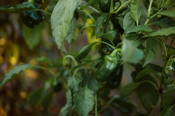 Bush with beautiful green pepper close-up. Growing hot peppers. Cooking spices for savory dishes.