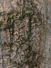 Moor von oben, Luftbild von Feldern mit Pfaden und Spuren