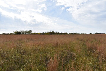 Field