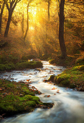 Autumn forest landscape with forest stream